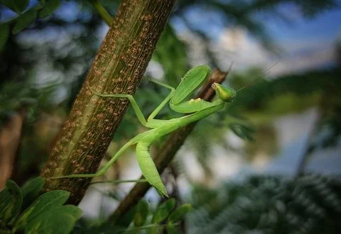Little mantis Stock Photos