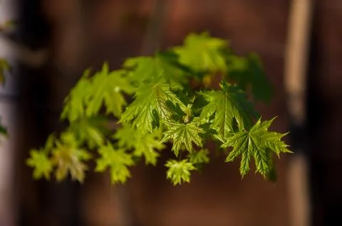 Little maple leaves on tree in springtime 写真素材