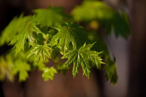 Little maple leaves on tree in springtime Stock Photos