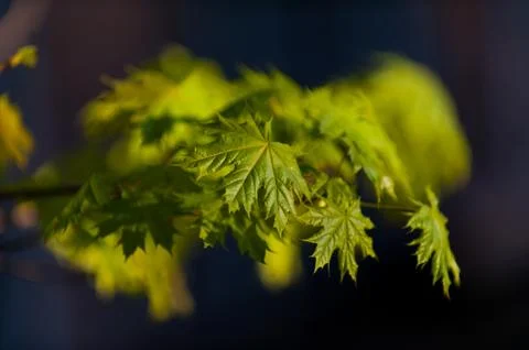 Little maple leaves on tree in springtime Stock Photos