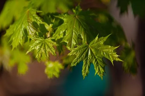 Little maple leaves on tree in springtime Stock Photos