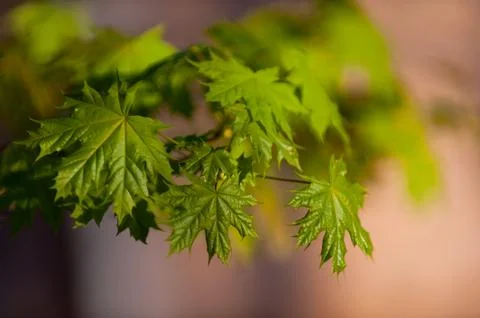 Little maple leaves on tree in springtime Stock Photos