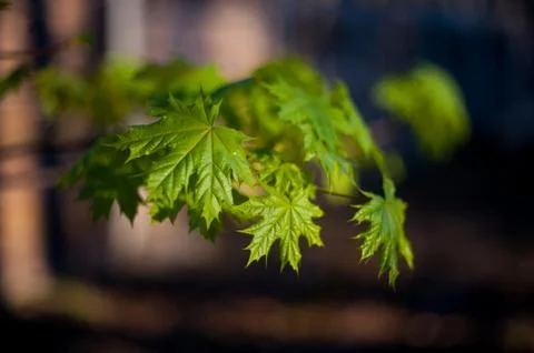 Little maple leaves on tree in springtime Stock Photos