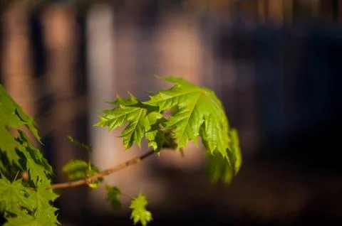 Little maple leaves on tree in springtime Stock Photos