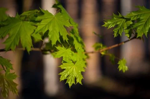Little maple leaves on tree in springtime Stock Photos