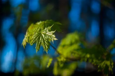 Little maple leaves on tree in springtime Stock Photos