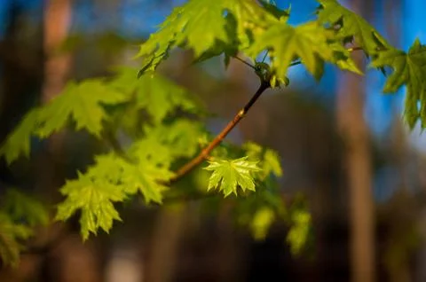 Little maple leaves on tree in springtime Stock Photos