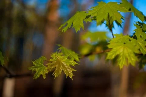 Little maple leaves on tree in springtime 写真素材