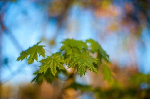 Little maple leaves on tree in springtime Stock Photos