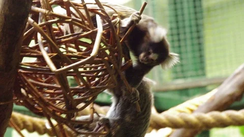 Little marmoset. Stock Footage 70820050