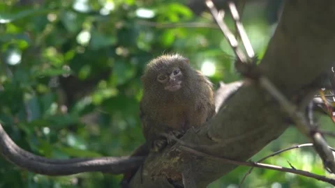 Little marmoset monkey sitting on a branch, incredible wildlife Stock Footage 155392863
