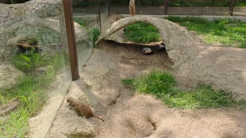 Little meerkat Video stock 137655480