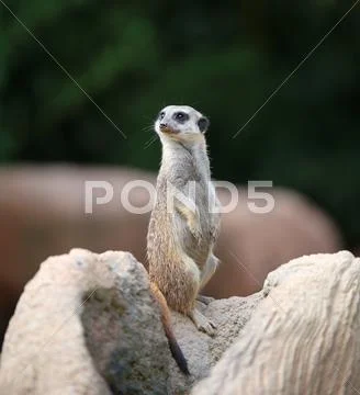 Little meerkat standing on the rock and controls its territory Stock Photos