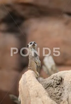 Little meerkat standing in the stone and controls its territory Stock Photos