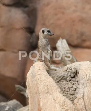 Little meerkat standing in the stone of the desert Stock Photos
