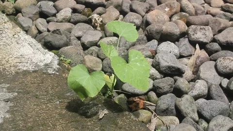 Little melon tree Stock Footage 237295657