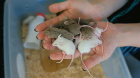 Little mice in a woman's hand in a lab. Stock Footage 91575498