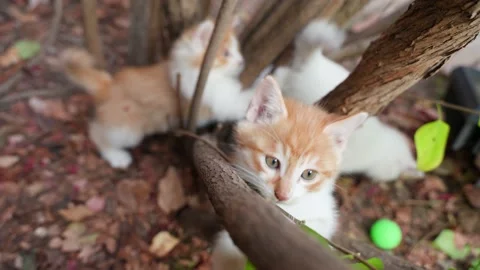 Little milk cat is playing and climbing a tree Stock Footage 219909443