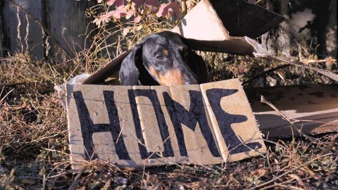 Little Miserable Dachshund Sits Inside Handmade Cardboard House And Trembles Stock Footage 119030706