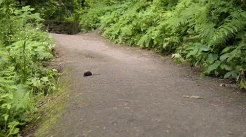 Little Mole Sniffs Around And Then Jumps (In The Middle Of Hiking Trail) Stock Footage 68035195