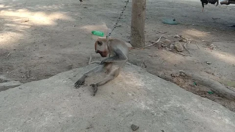 Little mongkey Stock Footage 272194885