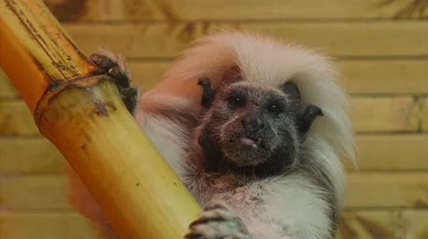 Little monkey 6 Stock Footage 34839883