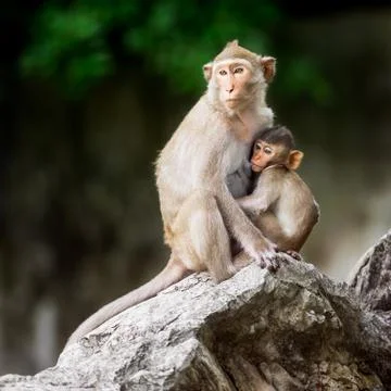 Little monkey and mom Stock Photos
