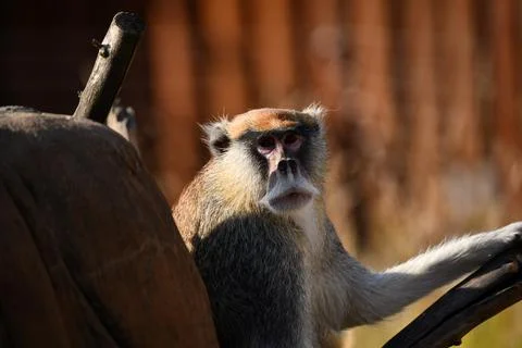 Little monkey basking in the sun Stock Photos