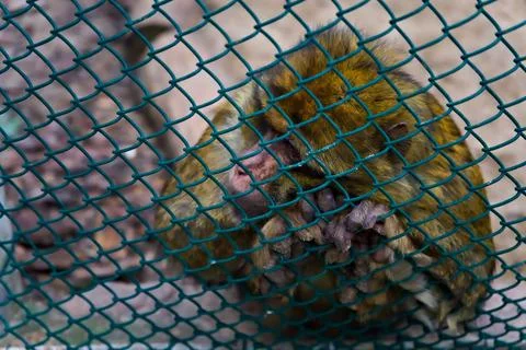 Little Monkey Behind Wire Mesh Stock Photos