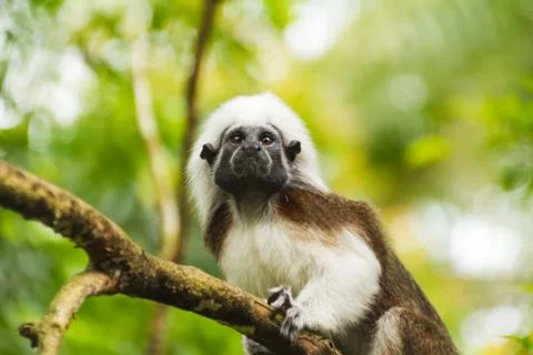 Little monkey on the branch of the tree Stock Photos