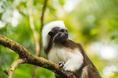 Little monkey on the branch of the tree Stock Photos