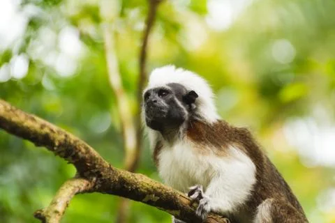 Little monkey on the branch of the tree Stock Photos