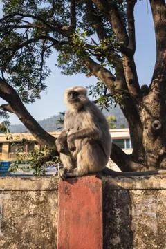 Little monkey in a Buddhist temple Stock Photos