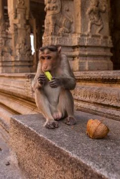 Little monkey in a Buddhist temple Stock Photos