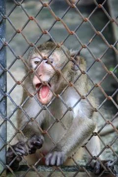 Little monkey in the cage Stock Photos