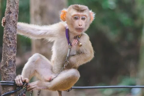 Little monkey on chained hanging on tree Stockfoto's