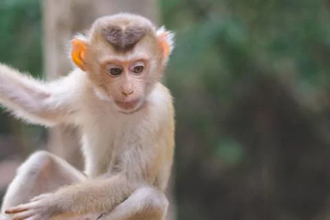Little monkey on chained hanging on tree 写真素材