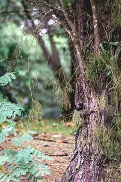 Little monkey climbing in  a tree in the Botanic Garden in São Paulo Stock Photos
