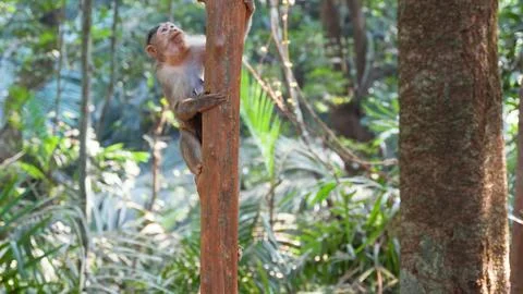 Little monkey is climbing up the tree trunk in the jungle Stock Photos