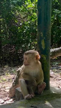 Little Monkey Close Up Stock Photos