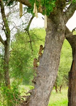 Little monkey cubs climb a tree trunk in tanzania park Fotos de archivo