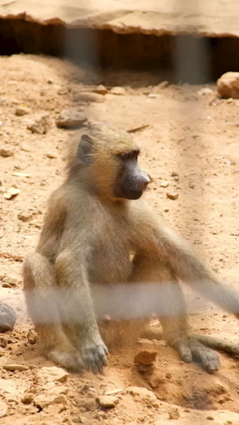 Little monkey digs sand plays sits looks away throwing sand almost falls. Guinea Stock Footage 277167071