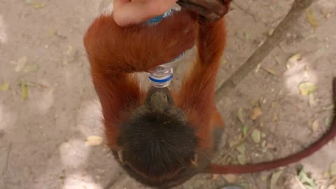 A little monkey drinking bottled water Stock Footage 304975466