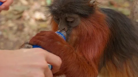 A little monkey drinking bottled water from an European girl Stock Footage 304982253