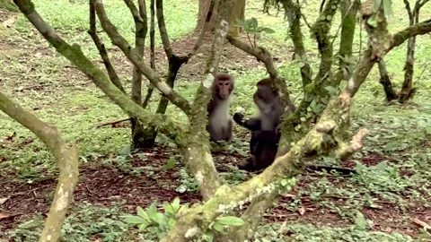 Little Monkey Eat Sushi Stock Footage 246955963