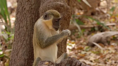Little monkey eating nuts, West Africa Stock Footage 305236880