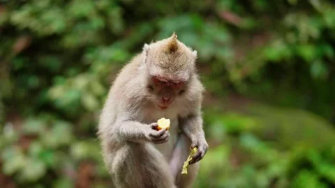Little monkey eating a piece of fruit in the forest Stock Footage 340932528