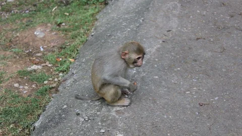Little monkey eats fruit Stock Footage 91062238