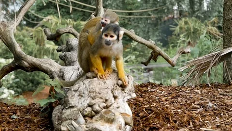 Little Monkey family Stock Footage 102470906