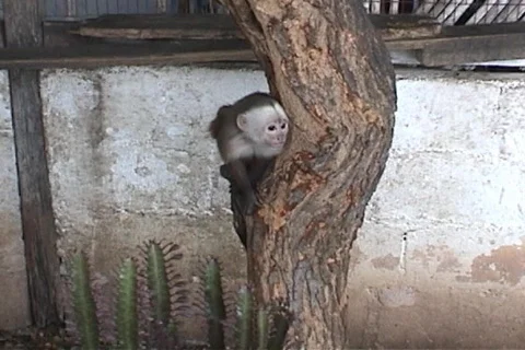 Little Monkey 動画素材 95606